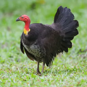 The Italian Turkey Bros