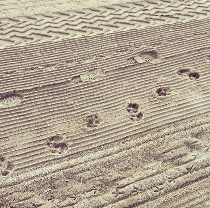 A Collection Of Different Tracks And Footprints I Found On The Beach