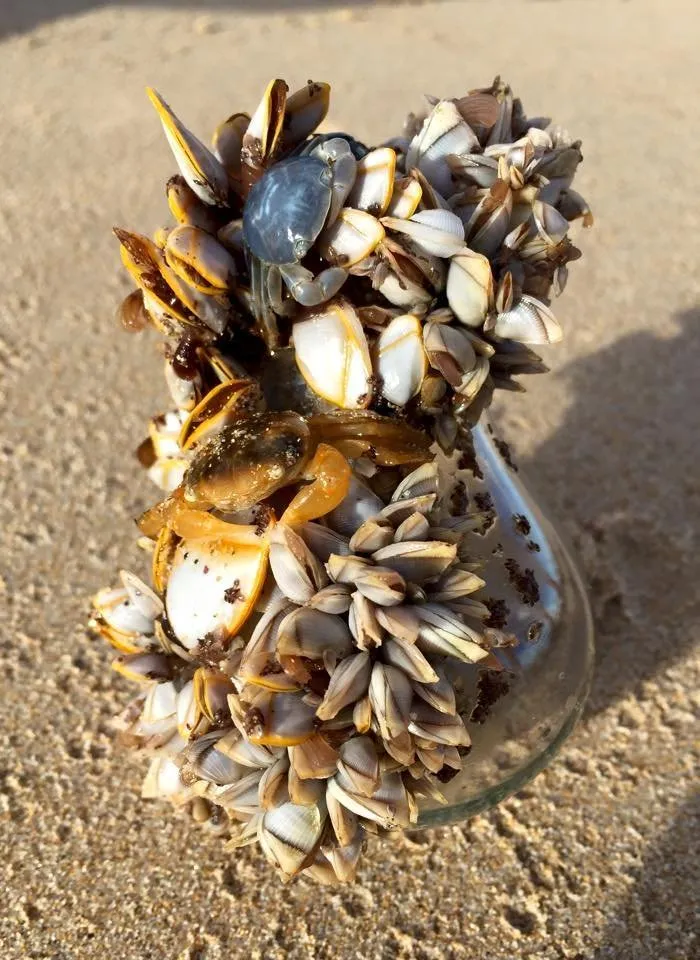 Encontrado en una playa australiana. Estaba vivo y flotaba