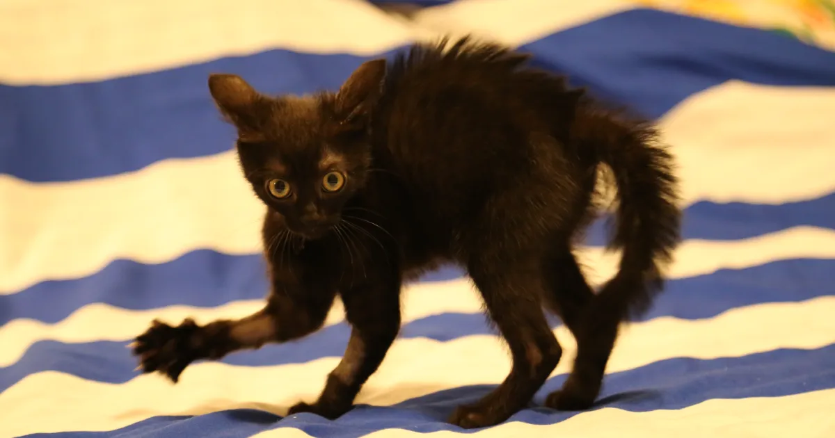 A Year Ago Our Adopted Kitten Was Fighting For Her Life, Now She's Full Of Life And Half The Size Of A Normal Cat