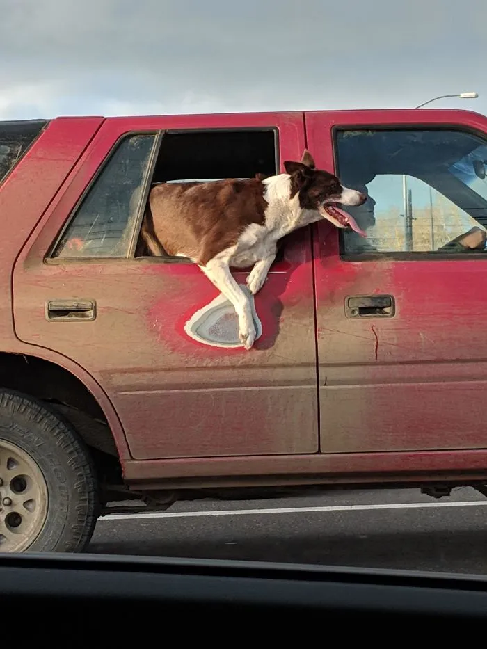 El lugar favorito del perro
