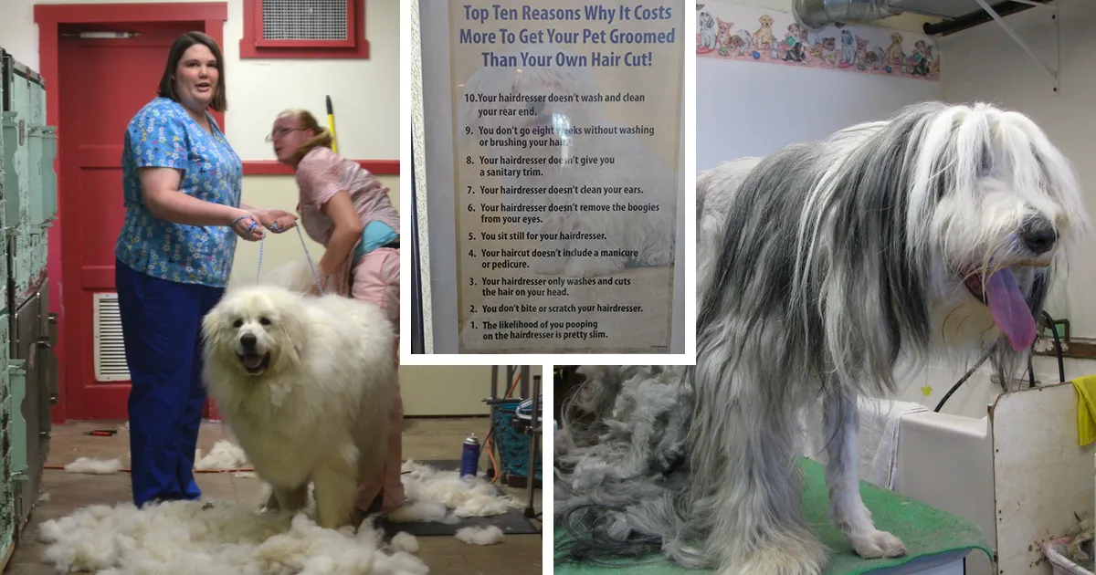 Esta peluquera de mascotas está harta de que le pregunten por qué sus servicios son más caros que los de un estilista y lo explica en un poster