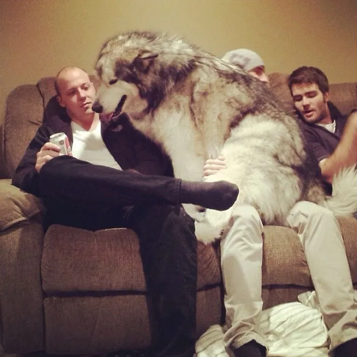 My Friend's Malamute Thinks He's A Lap Dog