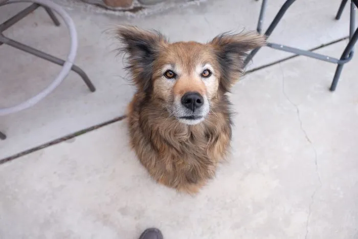 Took A Photo Of My Parents Dog, She Looks Like A Wall Mount