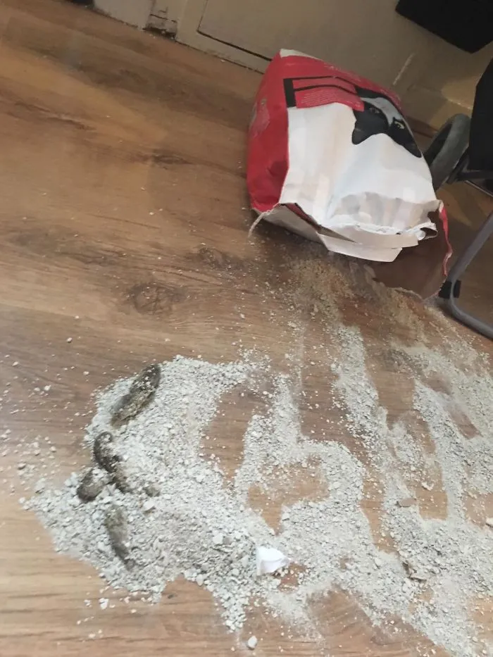 My Cat Couldn't Get To His Litter Box Because The Toilet Door Was Forgotten Closed At Night, So He Spilt The Litter Bag Himself And Pooped On It