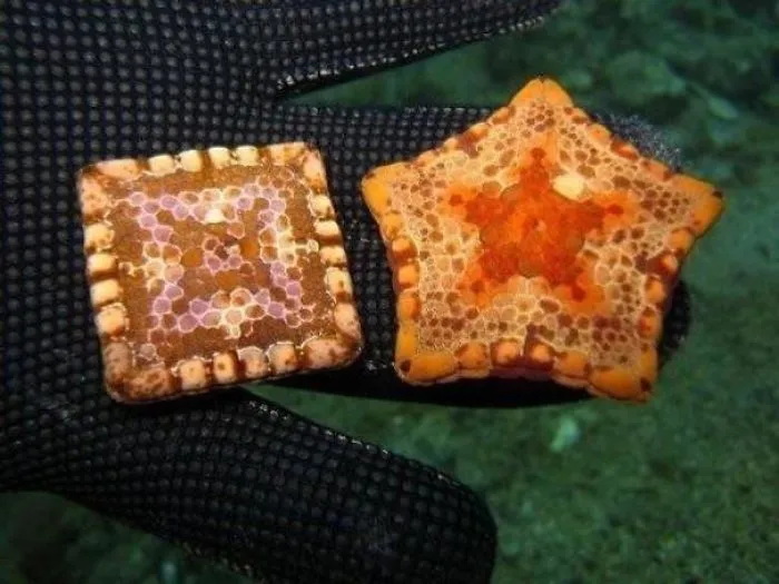 Debido a ciertos defectos, algunas estrellas de mar son cuadradas