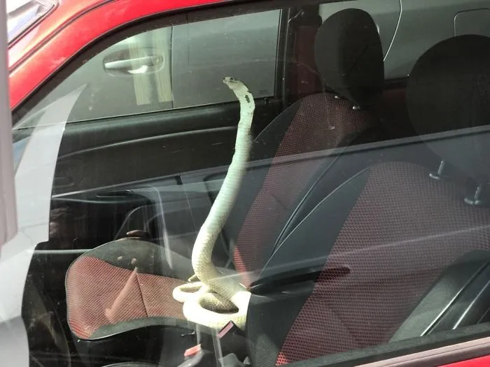 Aparqué Junto A Este Coche Hoy. Nuevo Tipo De Alarma?
