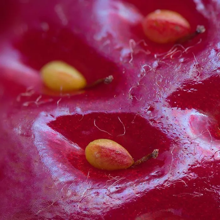 Strawberry's Surface