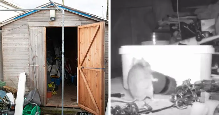 "I Thought I Was Going Mad:" Pensioner Catches A Mouse That Kept Cleaning His Shed On A Trail Cam
