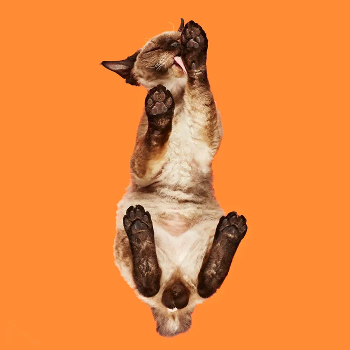 Devon Rex