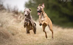 Just A Bunch Of Happy, Flying Dogs