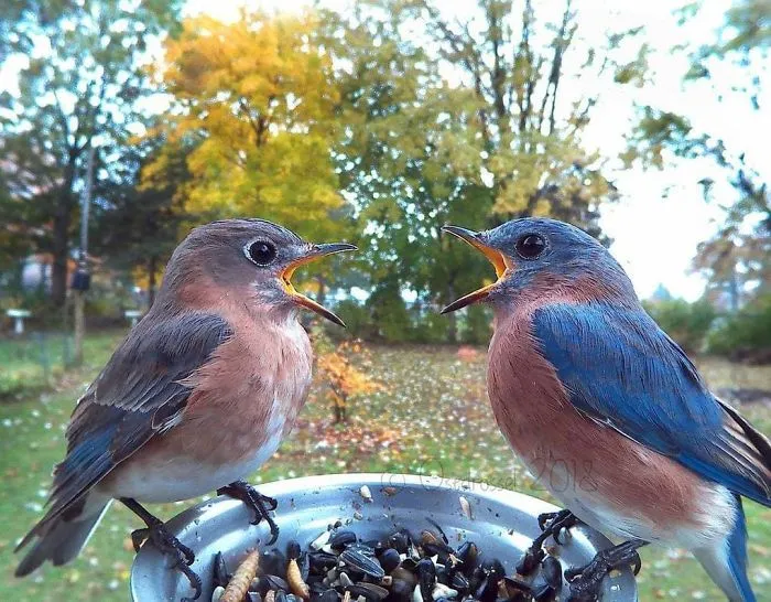 This Woman Set Up A Feeder Cam For Birds In Her Yard, And The Results Are Extraordinary (30 Pics)