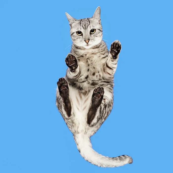 Egyptian Mau