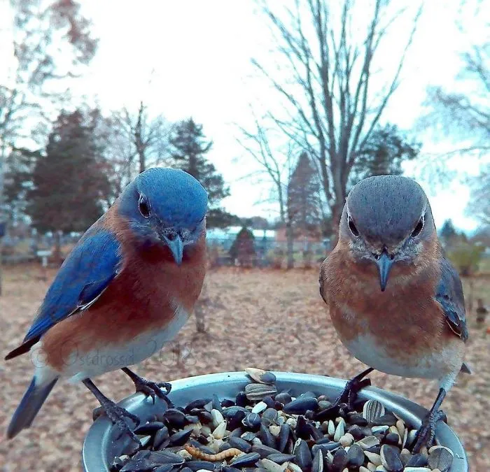 This Woman Set Up A Feeder Cam For Birds In Her Yard, And The Results Are Extraordinary (30 Pics)