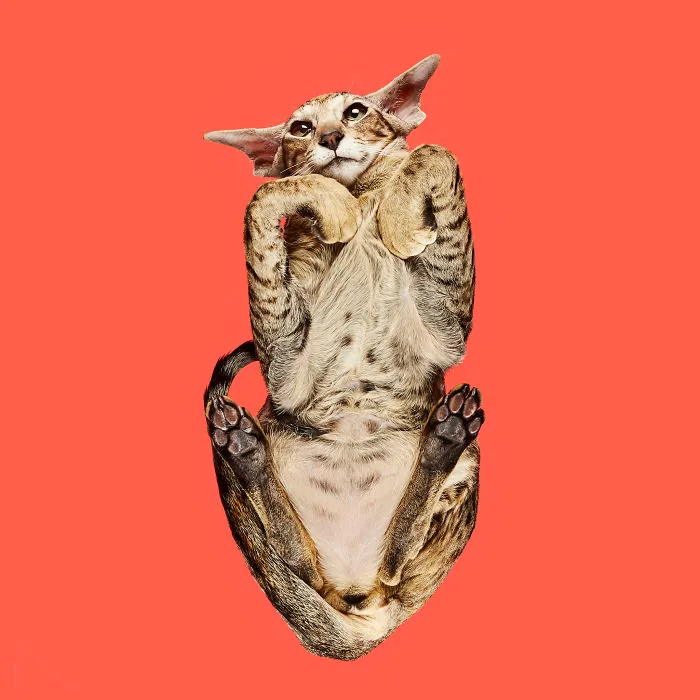 Oriental Shorthair