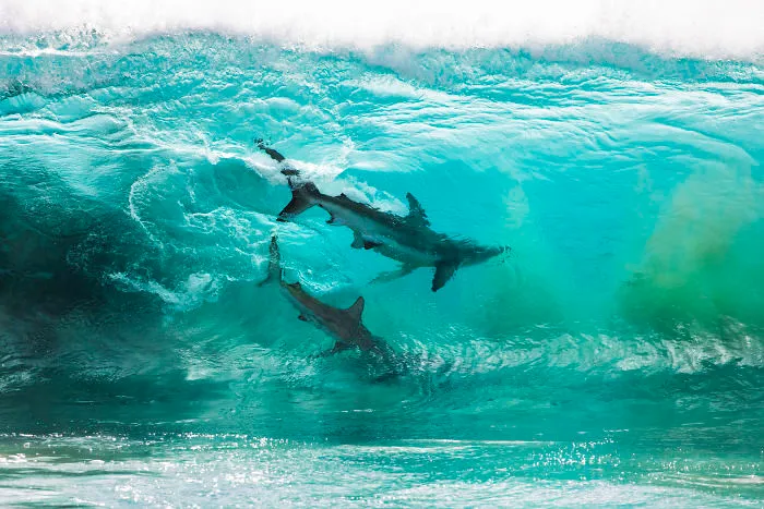 I Took These Jaw-Dropping Shots Of A Shark Frenzy In Western Australia