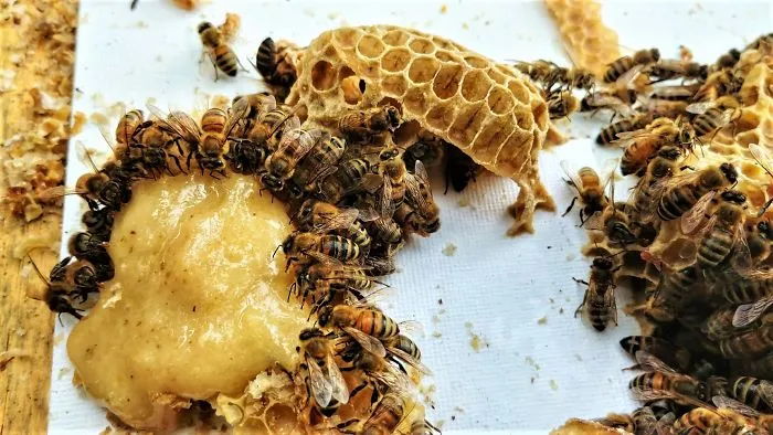 Honey Bees Create Art