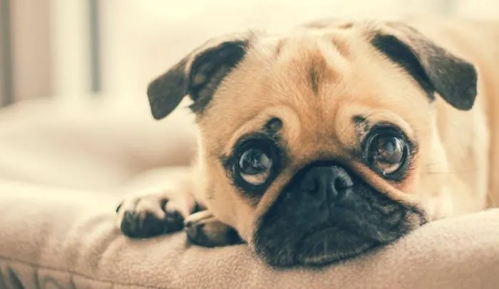 How To Keep Your Dog Busy While Home Alone