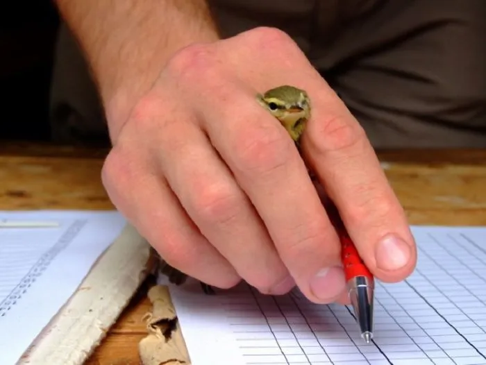 Birds In The Hands Of Brutal Men