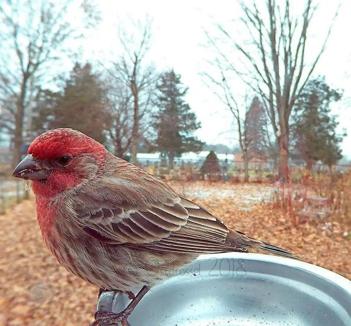 This Woman Set Up A Feeder Cam For Birds In Her Yard, And The Results Are Extraordinary (30 Pics)