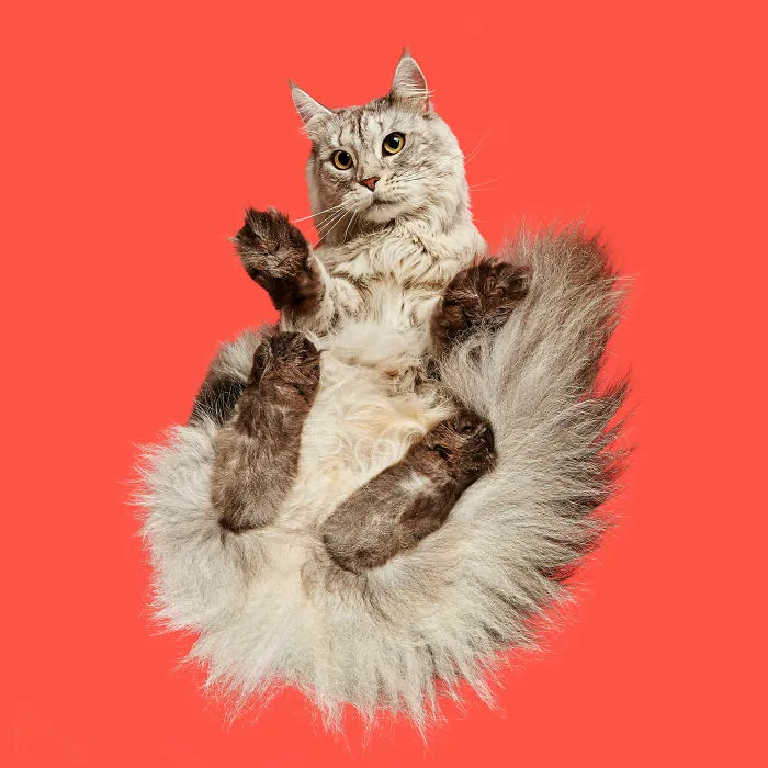 Maine Coon