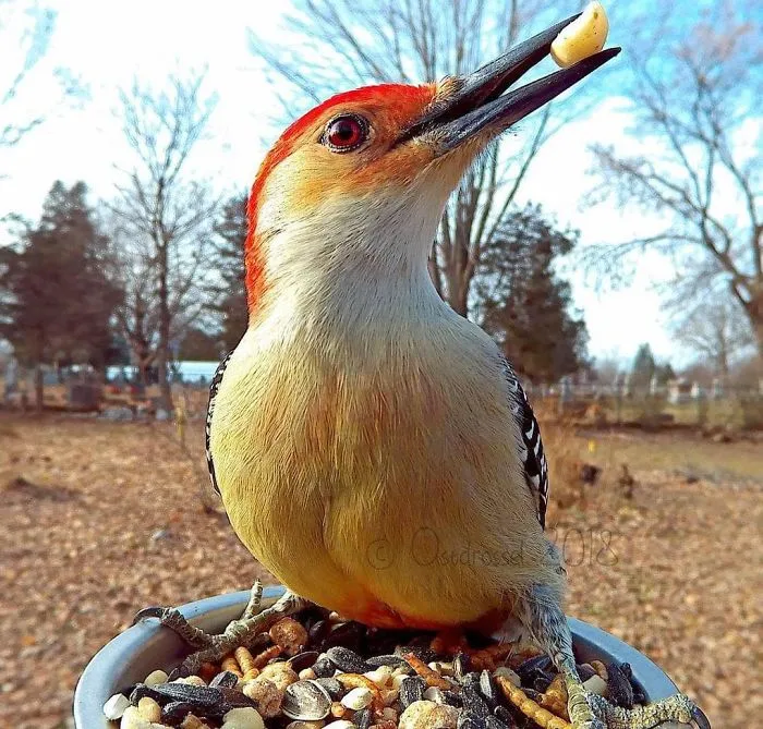 This Woman Set Up A Feeder Cam For Birds In Her Yard, And The Results Are Extraordinary (30 Pics)