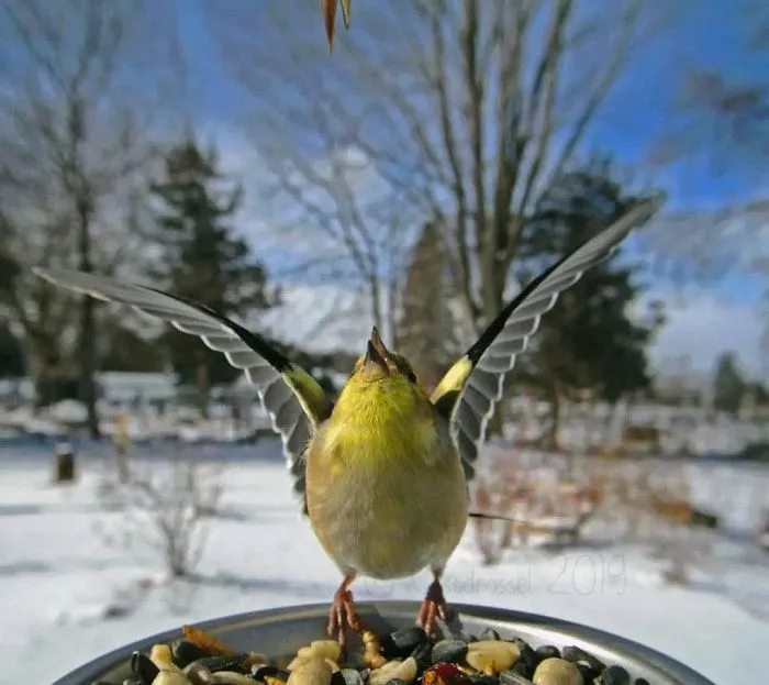 This Woman Set Up A Feeder Cam For Birds In Her Yard, And The Results Are Extraordinary (30 Pics)