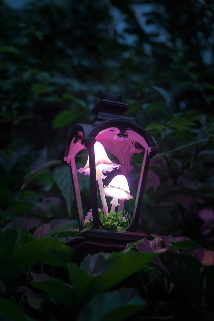 Pink Mushrooms With Flowers In Vintage Lantern Night Light