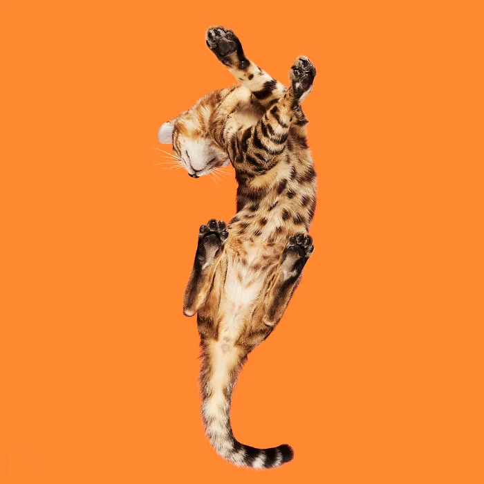 Bengal