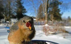 This Woman Set Up A Feeder Cam For Birds In Her Yard, And The Results Are Extraordinary (30 Pics)