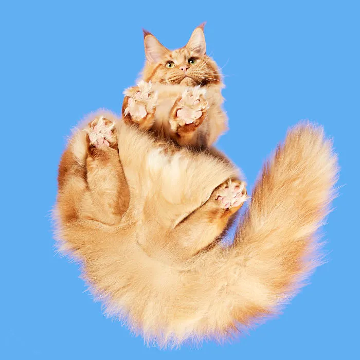 Maine Coon