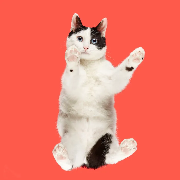 Japanese Bobtail