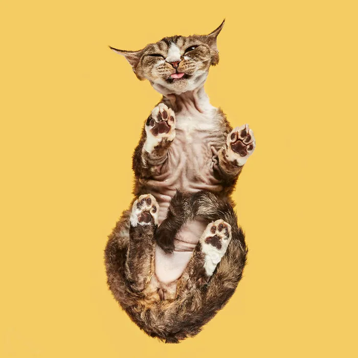 Devon Rex