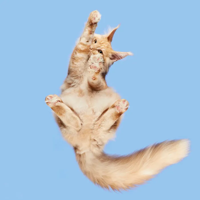 Maine Coon