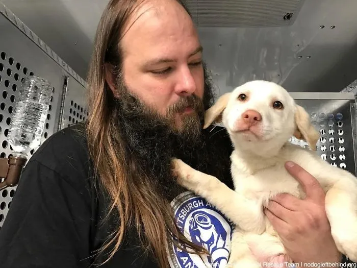 Poor Dogs