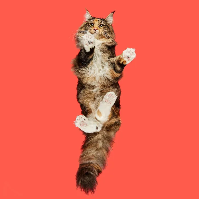 Maine Coon