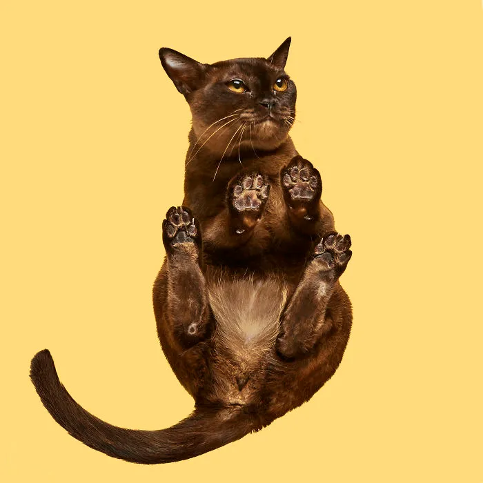 Burmese