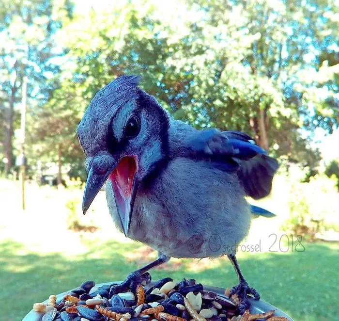This Woman Set Up A Feeder Cam For Birds In Her Yard, And The Results Are Extraordinary (30 Pics)