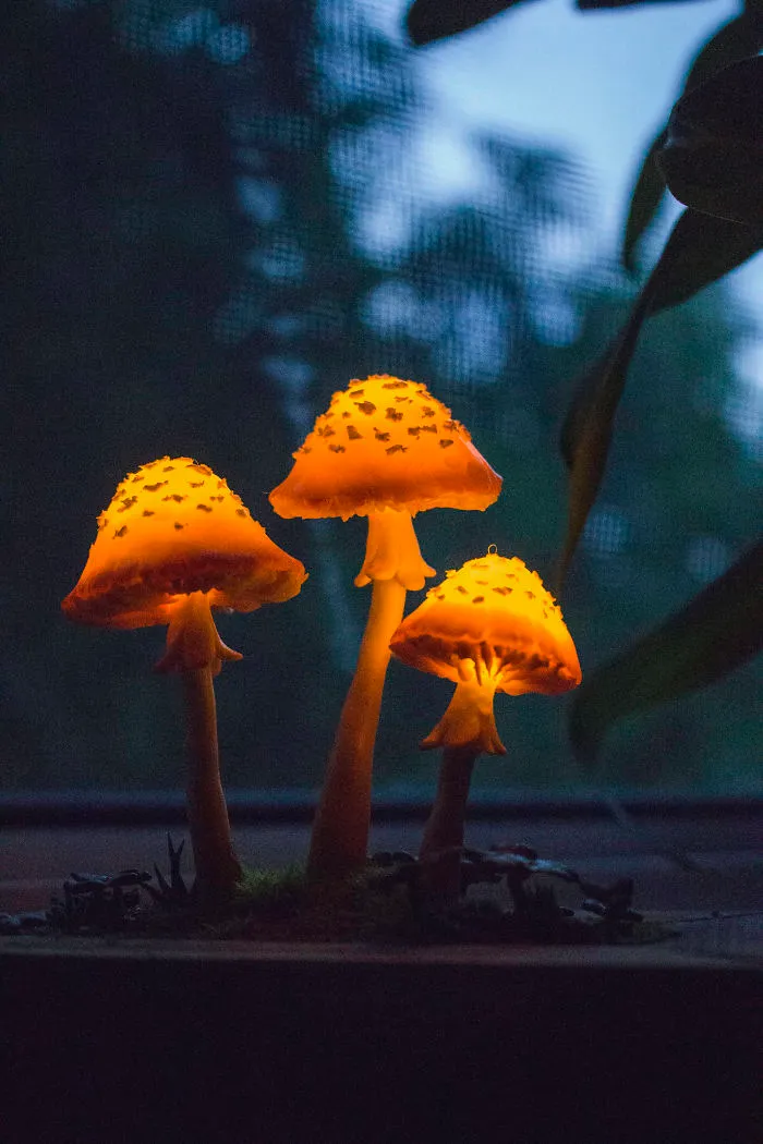 Orange Mushrooms In Cachepot Of Scorched Pinewood Night Light