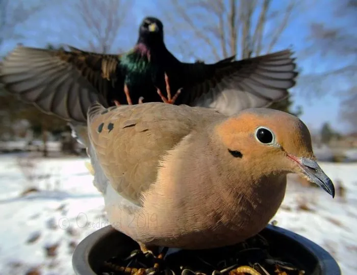 This Woman Set Up A Feeder Cam For Birds In Her Yard, And The Results Are Extraordinary (30 Pics)