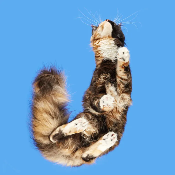 Maine Coon