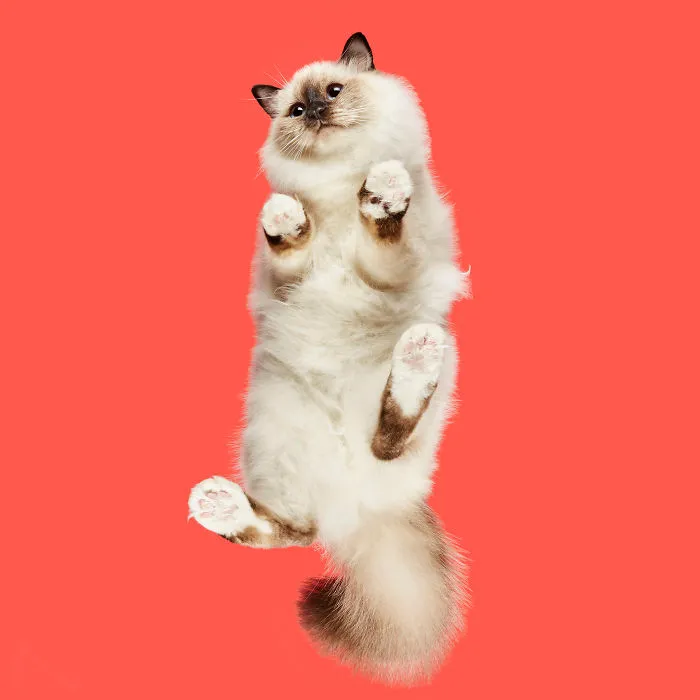 Ragdoll
