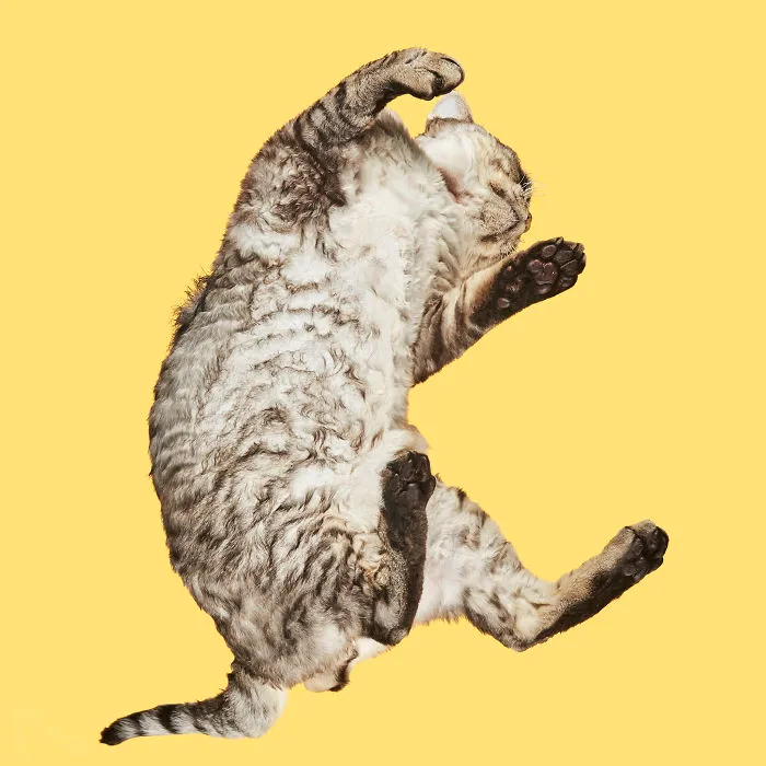 Devon Rex