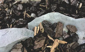 Local Dog Owner Wants You To Find His Dog's Poo (No, Really)