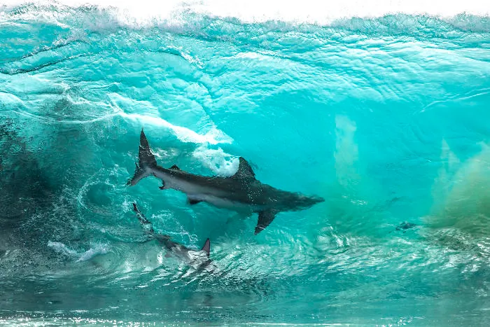 I Took These Jaw-Dropping Shots Of A Shark Frenzy In Western Australia