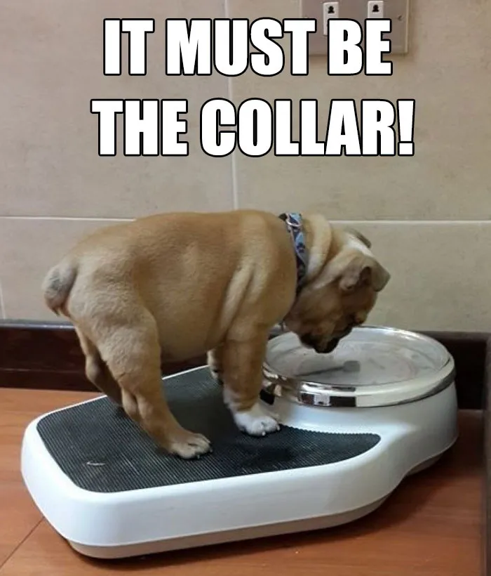 Bulldog puppy on a scale with a funny diet meme caption, "It must be the collar!"