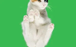 4 Years Ago, I Saw A Ridiculous-Looking Picture Of A Cat On A Glass Table, And Turned It Into An “Under-Cats” Project (24 New Pics)