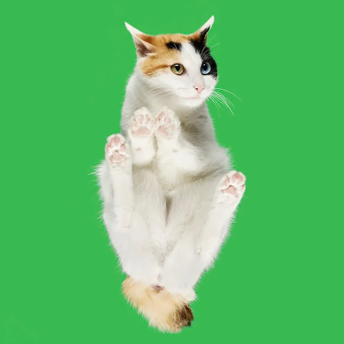 Japanese Bobtail