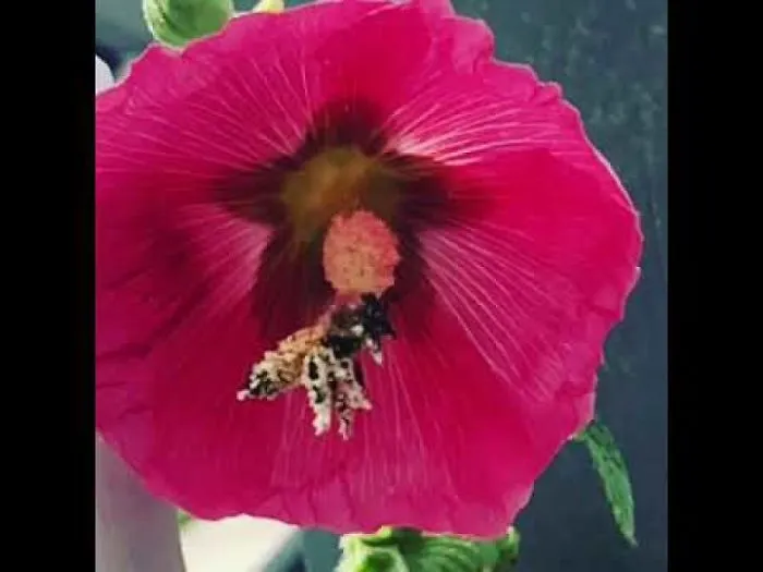 A Reminder That Spring Is Almost Here. I Captured A Slow Motion Video Of A Honey Bee Pollenating A Flower.