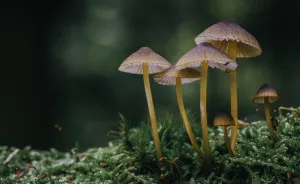 Best From Mushrooms Hunter Photography In 2018